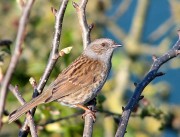 Heckenbraunelle (Prunella modularis) Heckenbraunelle (Prunella modularis)